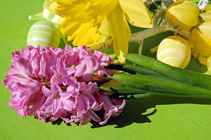 Ostern Hyazinthen und Narzissen