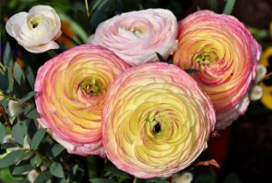 Ranunkeln in gelb-rosa