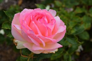 rosa Rose