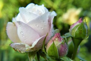 weisse Rose