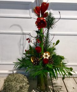 rote Amaryllis