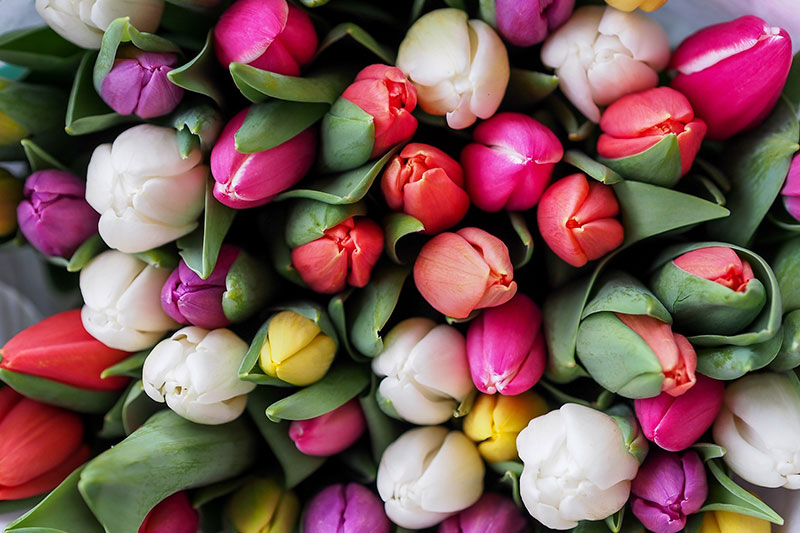 bunte Tulpen