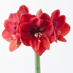 rote Amaryllis